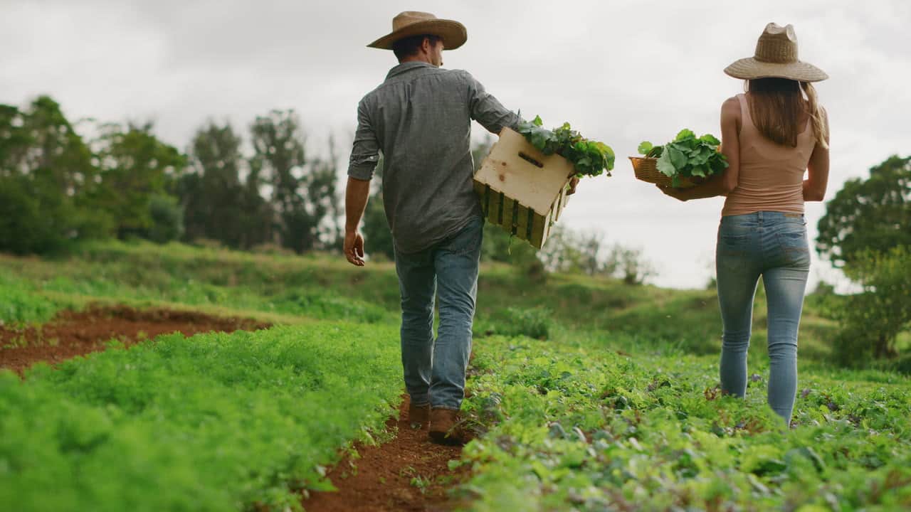 Two farmers walking a field row at golden hour, carrying crates of just-harvested greens.