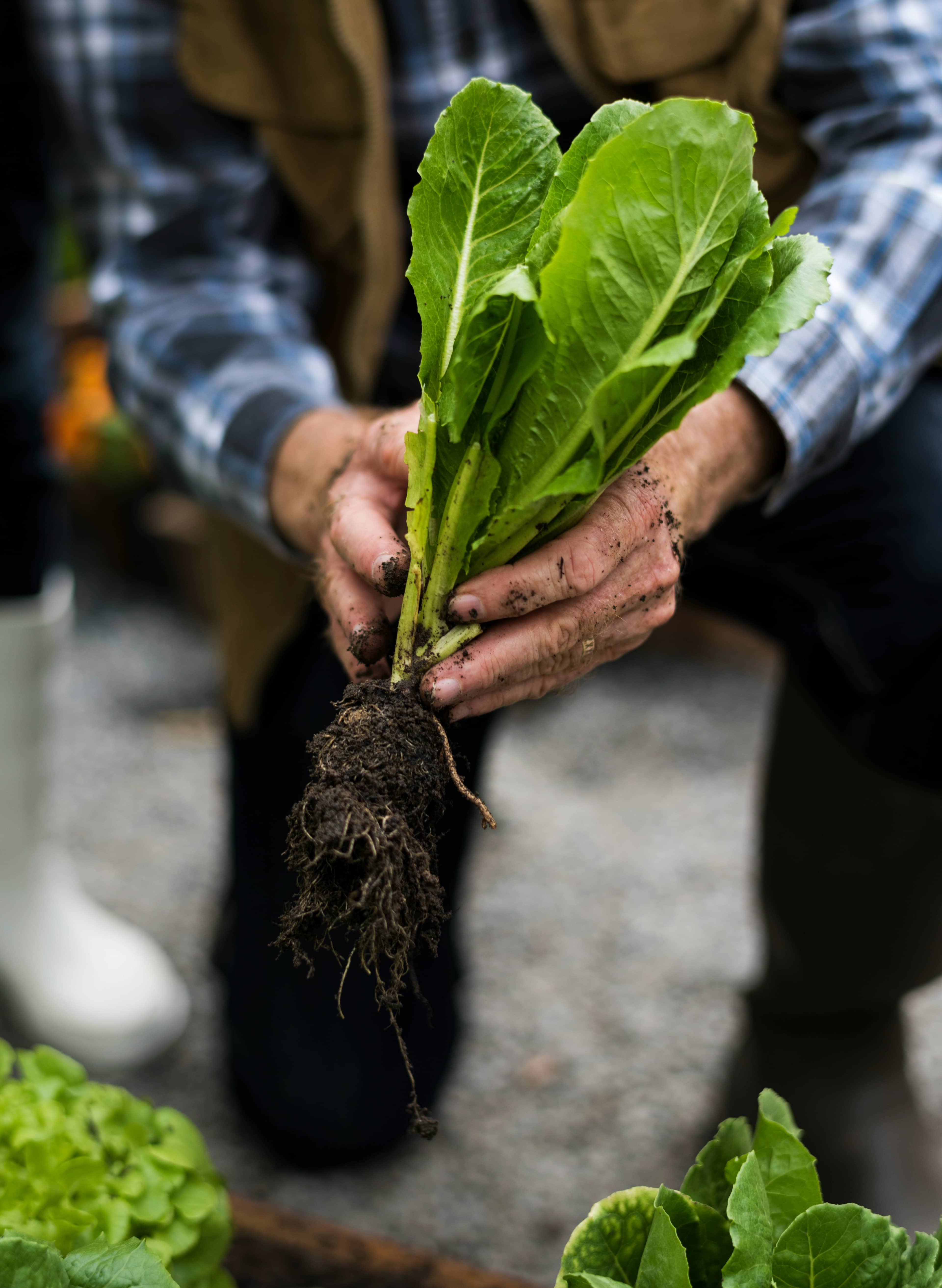 A lettuce seedling with soil-covered roots held in a farmer's muddy hands.